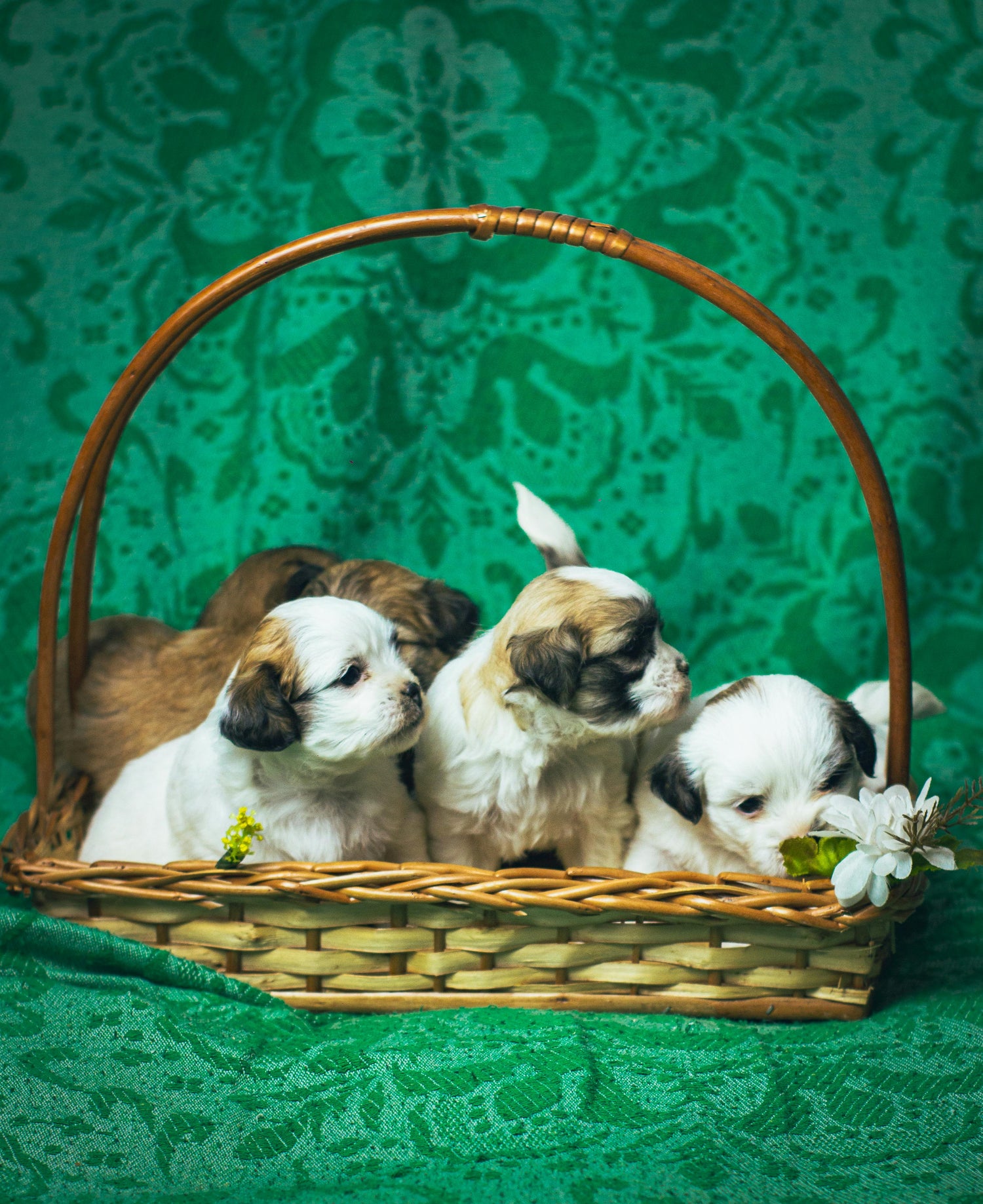 Pet Essentials